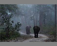 Elephants Morning walk - Image By Rathika Ramasamy